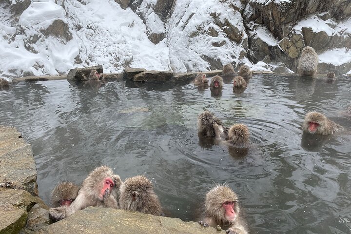 Relaxed Snow Monkeys & Shibu Onsen: Green Season Private Tour