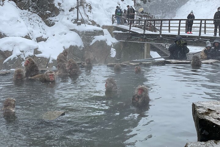 Relaxed Snow Monkeys & Shibu Onsen: Green Season Private Tour