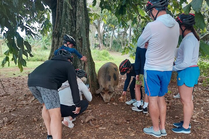 'Discover' Rarotonga Cycling Tour with Lunch