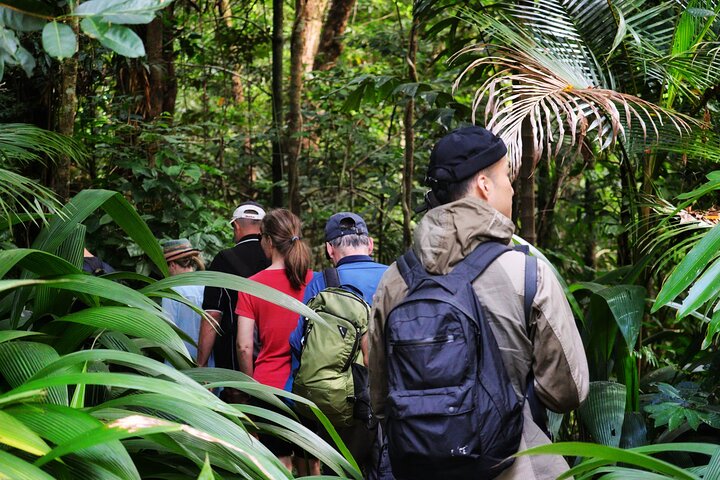 Cape Tribulation, Mossman Gorge, and Daintree Rainforest Day Trip