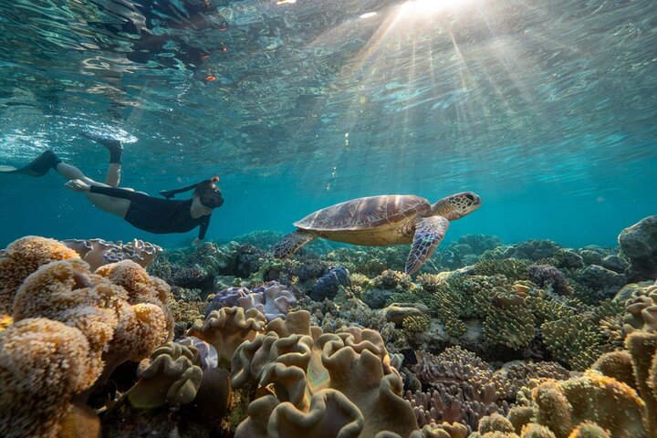 Cairns: Daintree & Cape Tribulation 2-Day Tour with Options