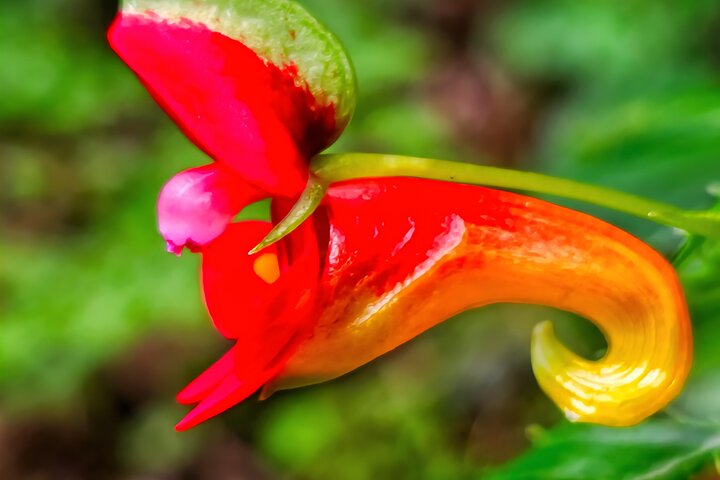 Kilimanjaro Day Trek: Rainforest Experience to Mandara Hut