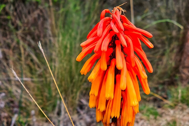 Kilimanjaro Day Trek: Rainforest Experience to Mandara Hut
