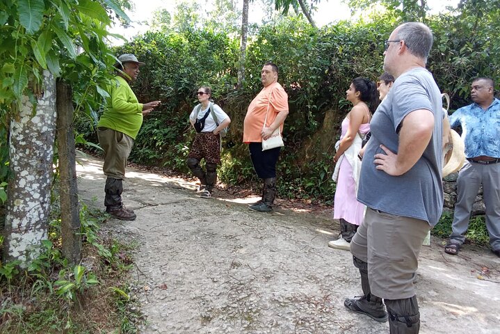 Tea Plantation Tour Village Experience & Cooking Class and Lunch