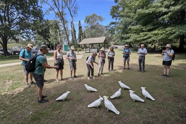 Blue Mountains Mercedes Tour: Cockatoos, Cascades & Scenic World