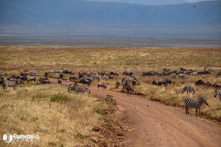 Ngorongoro Crater Day Trip