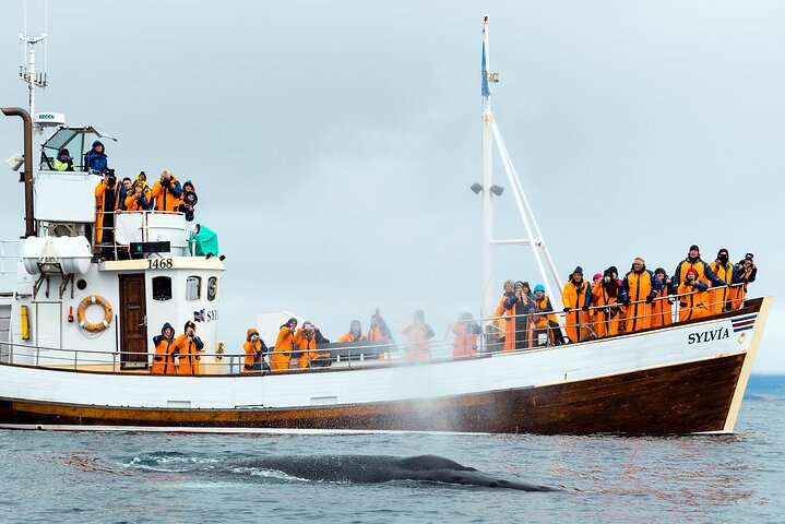 Traditional Whale Watching from Húsavík by Local Family Company