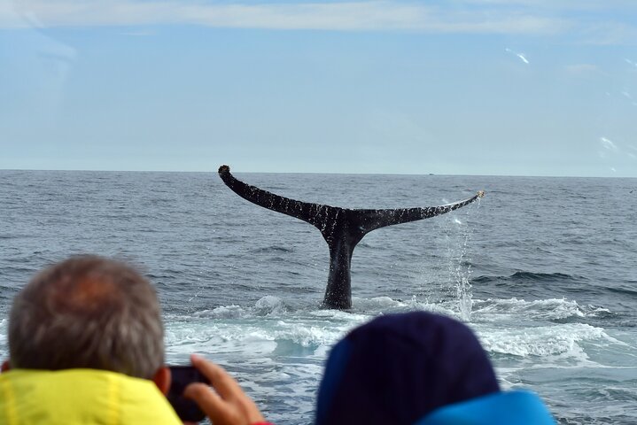 Traditional Whale Watching from Húsavík by Local Family Company