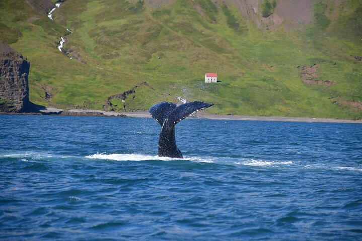 Traditional Whale Watching from Húsavík by Local Family Company