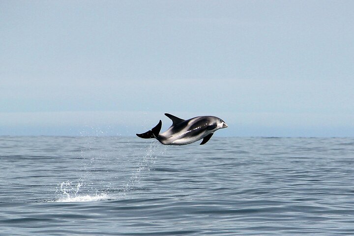 Traditional Whale Watching from Húsavík by Local Family Company