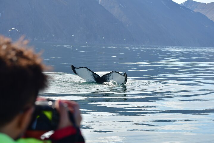Original Big Whale Safari & Puffins Speedboat Tour from Húsavík