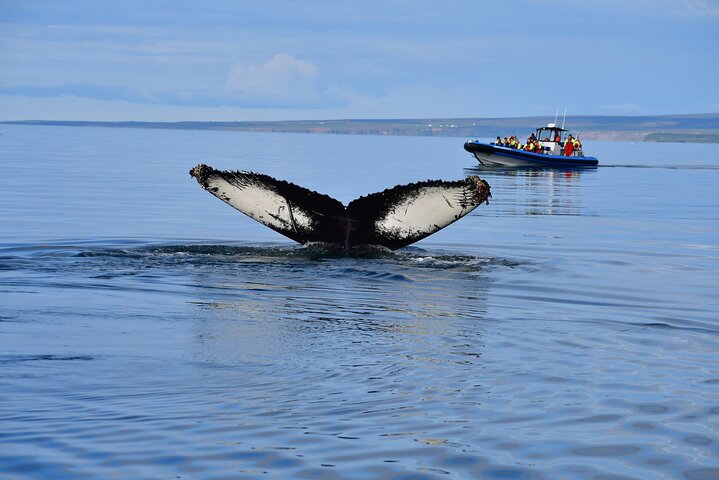 Original Big Whale Safari & Puffins Speedboat Tour from Húsavík