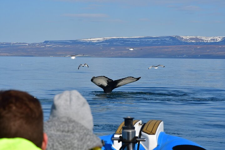 Original Big Whale Safari & Puffins Speedboat Tour from Húsavík