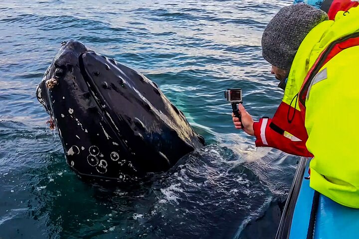 Original Big Whale Safari & Puffins Speedboat Tour from Húsavík