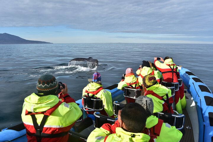 Original Big Whale Safari & Puffins Speedboat Tour from Húsavík