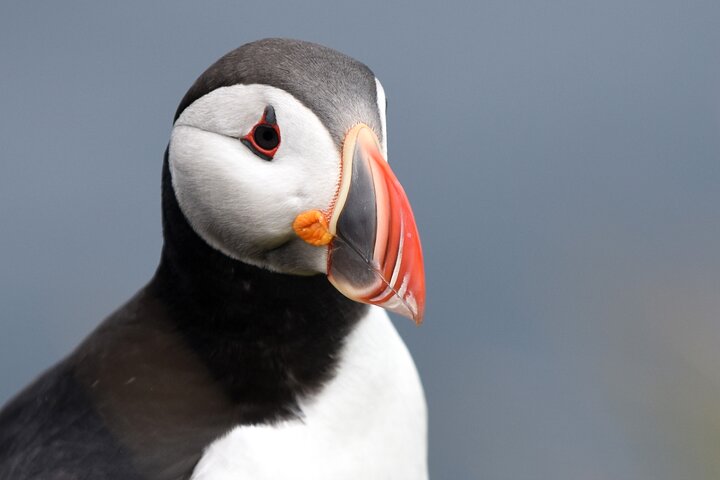 Original Big Whale Safari & Puffins Speedboat Tour from Húsavík