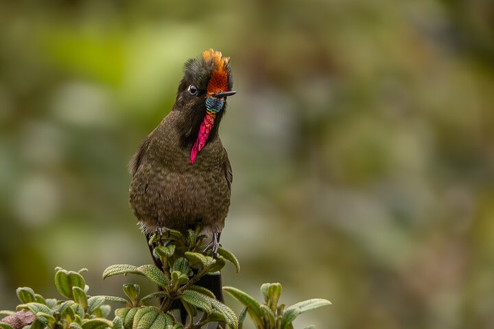 Bird watching for observers and photographers