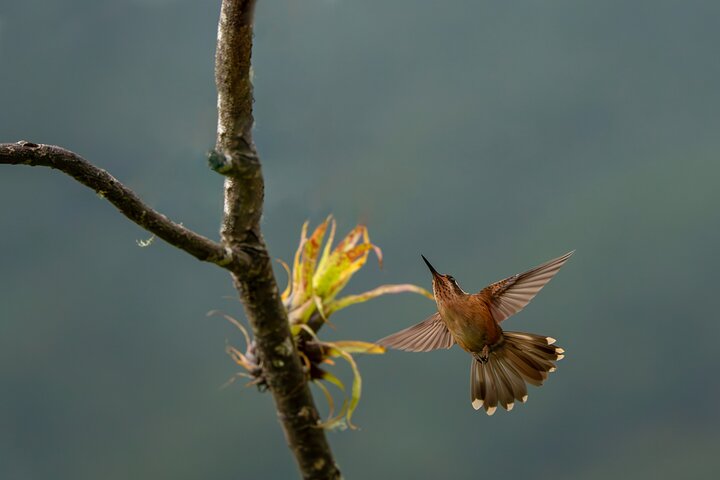 Bird watching for observers and photographers