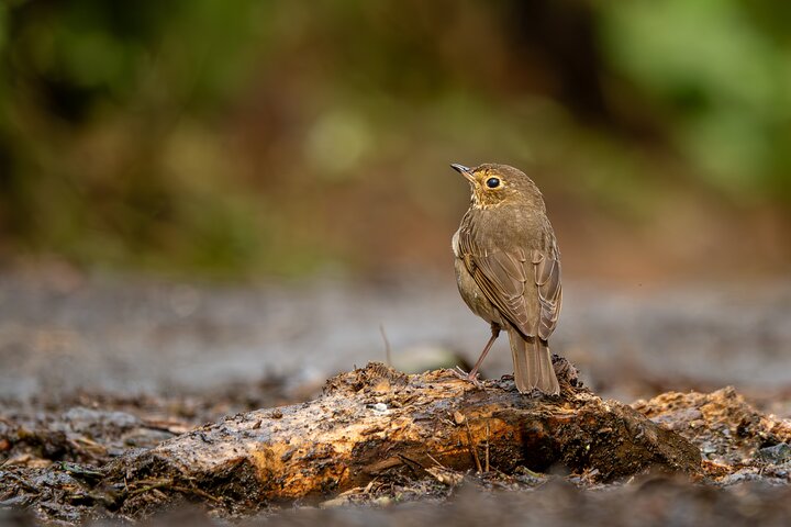 Bird watching for observers and photographers