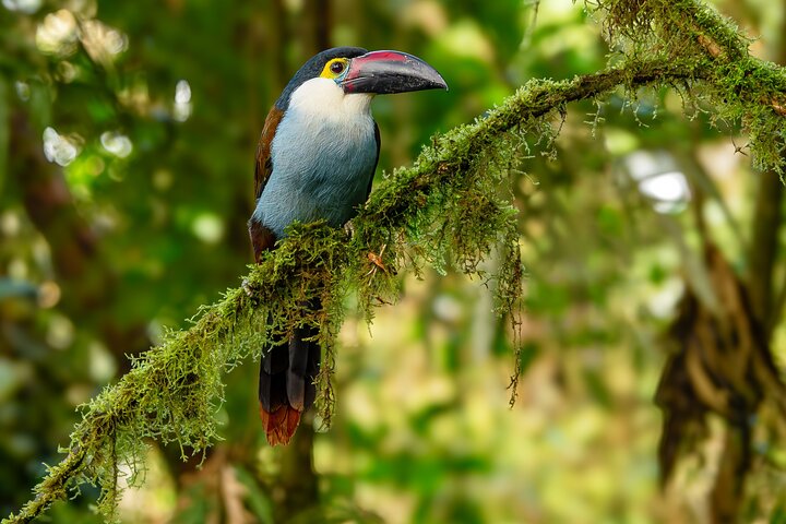 Bird watching for observers and photographers