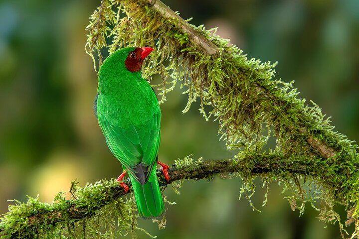 Bird watching for observers and photographers