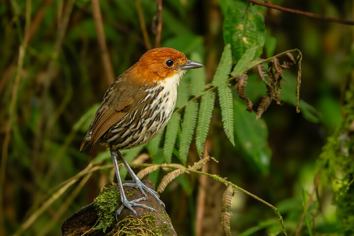 Bird watching for observers and photographers