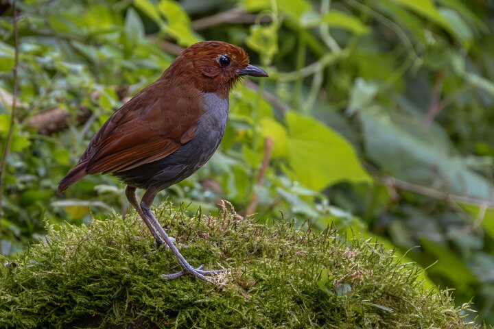 Bird watching for observers and photographers