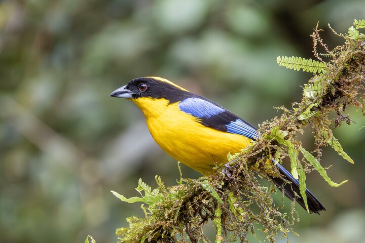 Bird watching for observers and photographers
