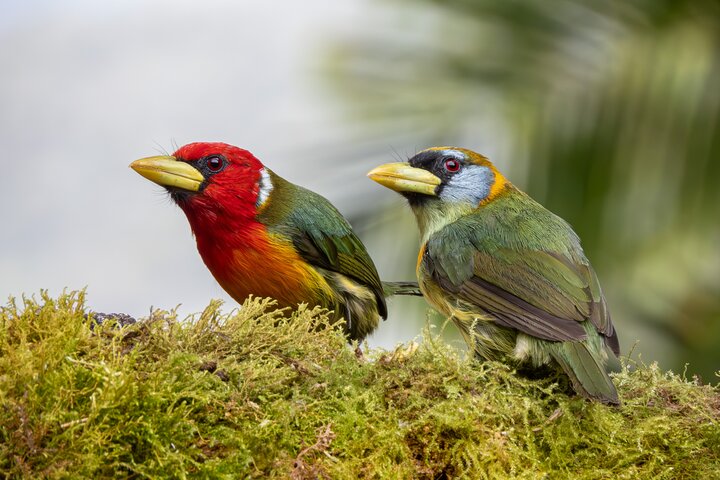 Bird watching for observers and photographers
