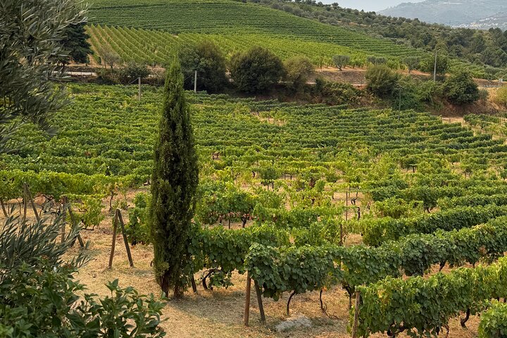 Douro Valley Lunch at Quinta dos Novais with Wine Pairings