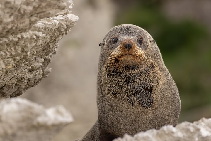 Seal Kayaking Adventure in Kaikoura