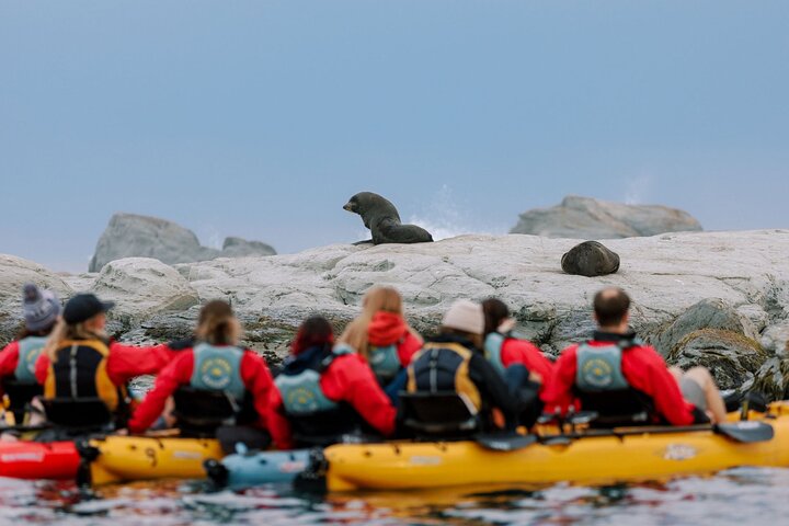 Seal Kayaking Adventure in Kaikoura