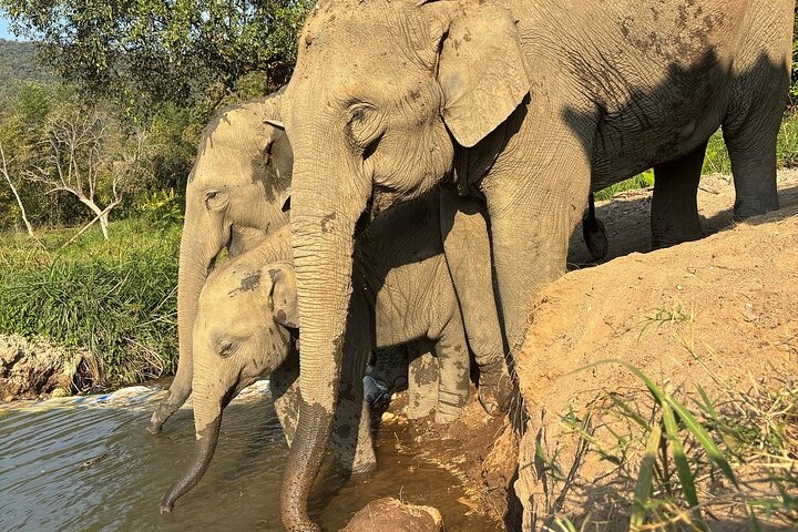 Premium Half-Day Ethical Elephant Sanctuary Experience Max9Guest