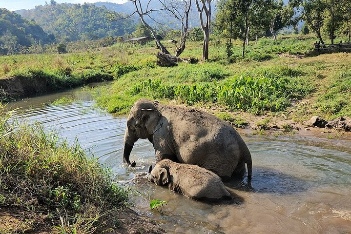 Premium Half-Day Ethical Elephant Sanctuary Experience Max9Guest