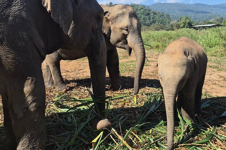 Premium Half-Day Ethical Elephant Sanctuary Experience Max9Guest