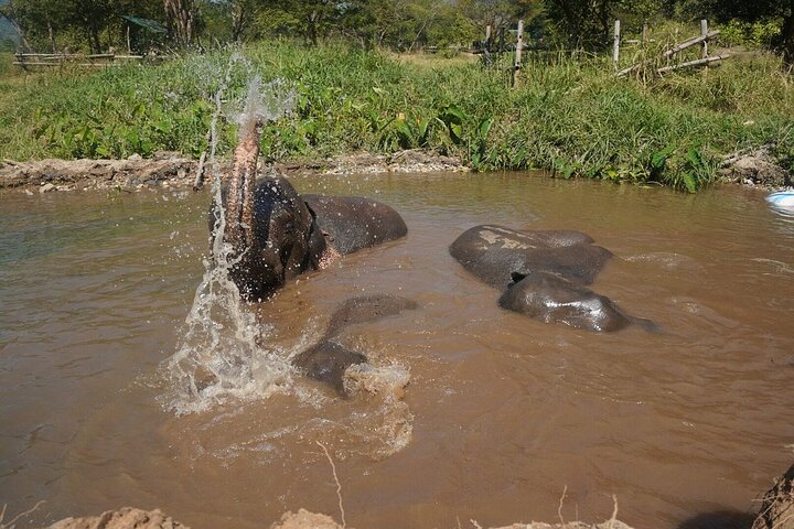 Premium Half-Day Ethical Elephant Sanctuary Experience Max9Guest