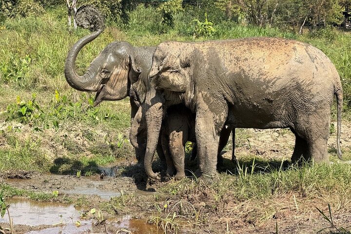 Premium Half-Day Ethical Elephant Sanctuary Experience Max9Guest