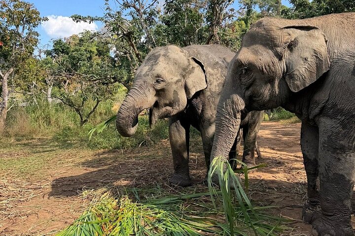 Premium Half-Day Ethical Elephant Sanctuary Experience Max9Guest