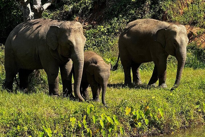 Premium Half-Day Ethical Elephant Sanctuary Experience Max9Guest