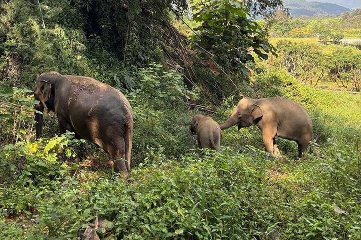 Premium Half-Day Ethical Elephant Sanctuary Experience Max9Guest