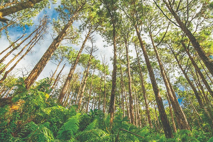 Mauritius: 2 Hours Buggy Ride - Bel Ombre Nature Reserve