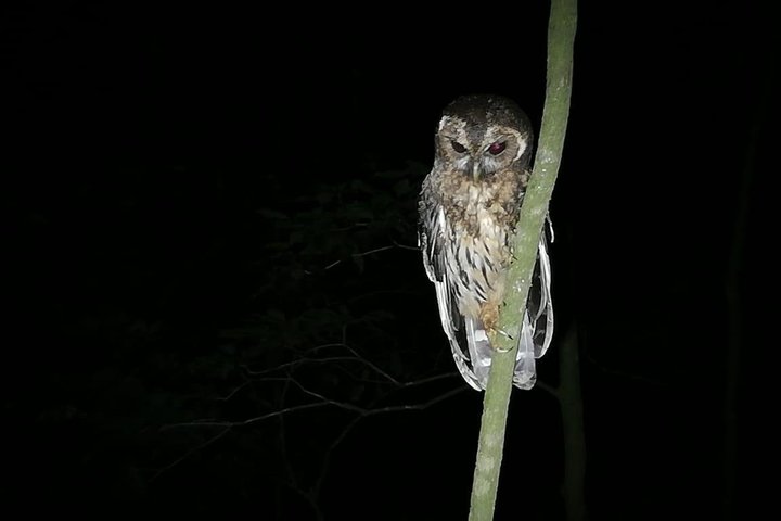 Monteverde Cloud Forest Night Wildlife Experience