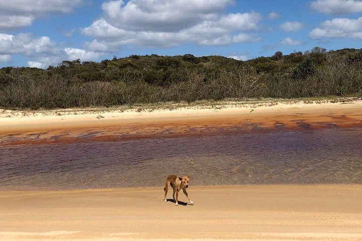 Pippies 3 Day/2 Night K'gari (Fraser Island) Adventure