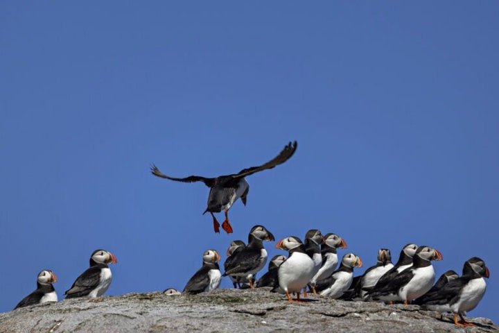 From Nyksund: RIB Boat Seal and Bird Safari
