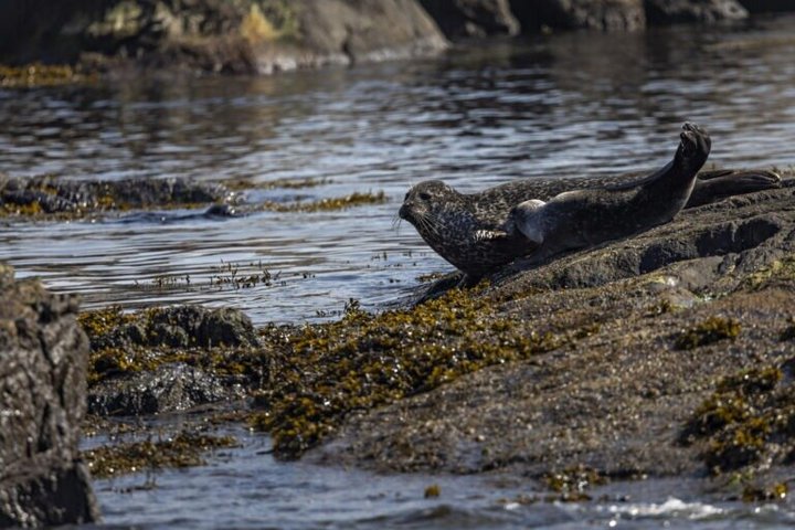 From Nyksund: RIB Boat Seal and Bird Safari