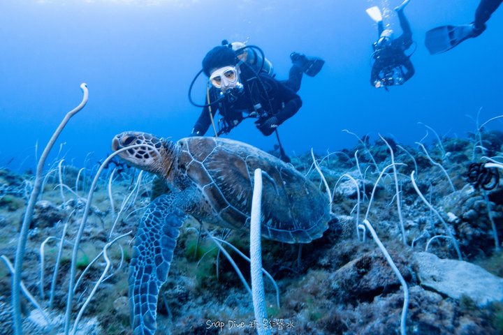 Discover Scuba Diving With Sea Turtles –No certification required
