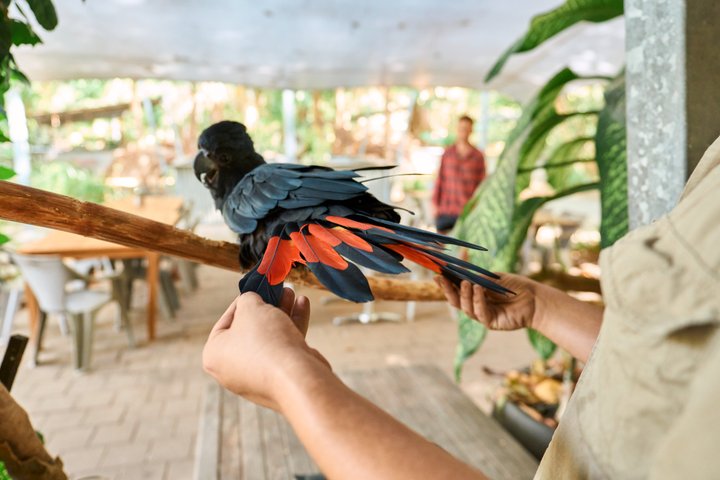 Koala and Wildlife Park Discover Magnetic Islands Native Animals