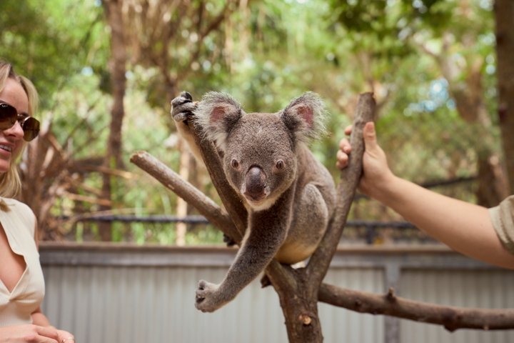 Koala and Wildlife Park Discover Magnetic Islands Native Animals