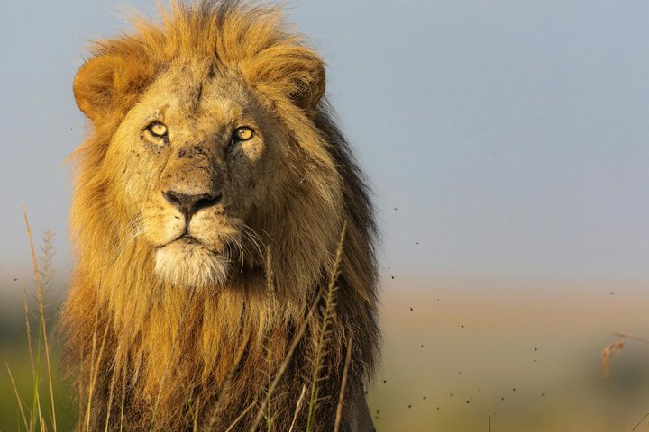 Private Safari and Game Drive Masai Mara