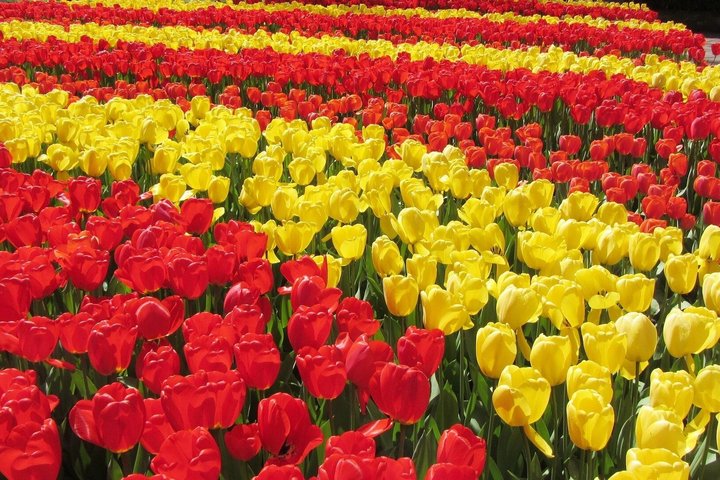 Private Tour from Rotterdam Amsterdam or IJmuiden Cruise Terminal